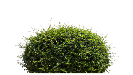 Green bush isolated on white background with cut path and alpha channelの写真素材