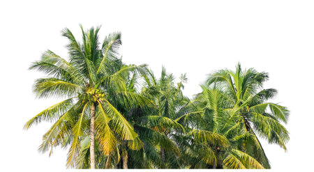 Group of coconut trees on white background with clipping path and alpha channelの写真素材