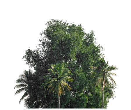 canopy tree on white background with clipping path and alpha channelの写真素材