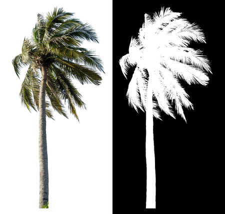 Coconut tree on white background with clipping path and alpha channel on black background.の写真素材