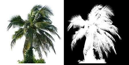 Coconut tree on white background with clipping path and alpha channel on black background.の写真素材