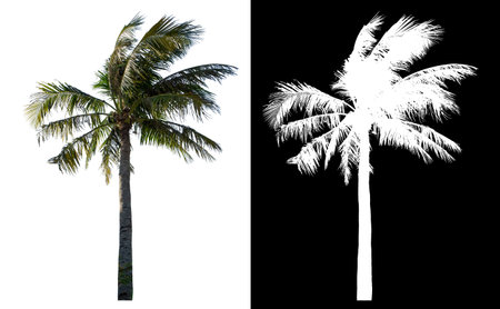 Coconut tree on white background with clipping path and alpha channel on black background.の写真素材