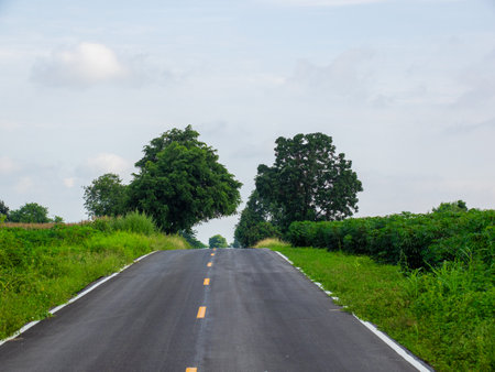 Beautiful country road with trees on both sides during the daytime.の写真素材