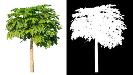 Papaya tree on white background with clipping path and alpha channel on black background.の写真素材