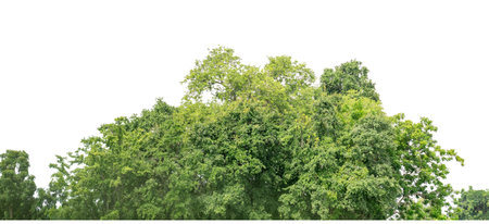Green Trees isolated on white background.Forest and foliage in summer with cut path and channel, high resolution.の写真素材