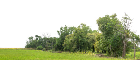 Green Trees isolated on white background.Forest and foliage in summer with cut path and alpha channel, high resolution.の写真素材