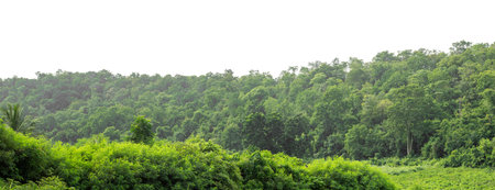 Forest and foliage in summer isolated on white background with cut path and alpha channel, high...