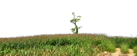 Hill with green isolated on white background with clipped path and high resolution alpha channel.の写真素材
