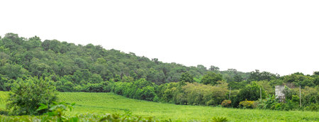 Mountain hill with green forest on white background, high resolution.の写真素材