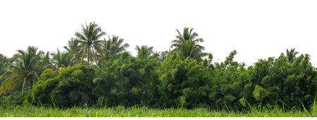 Forest and foliage in summer isolated on white background with cut path and alpha channel, high resolution.の写真素材