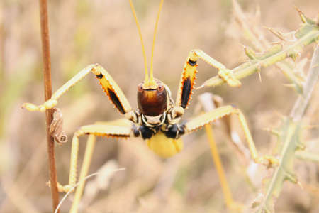 grasshopper smileの写真素材