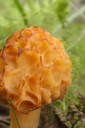 big yellow porous fungus