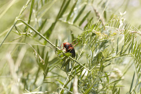 A beetle look to cameraの写真素材