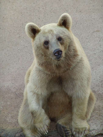 broun bear in zoo