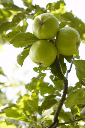 three green apple on the twig in the gardenの写真素材