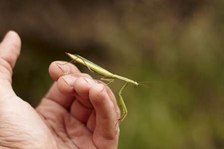 a mantid is standing on my hand and try to run away, summerの写真素材