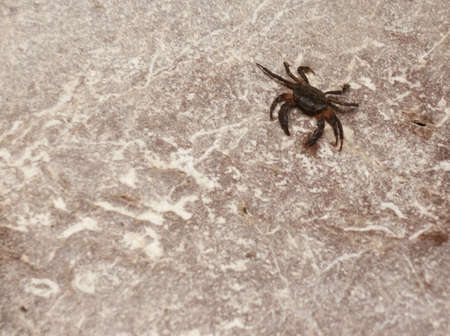 a river crab is walking in the boulderの写真素材