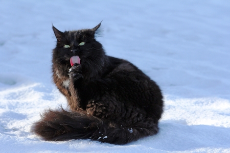 Grooming in the snowの写真素材