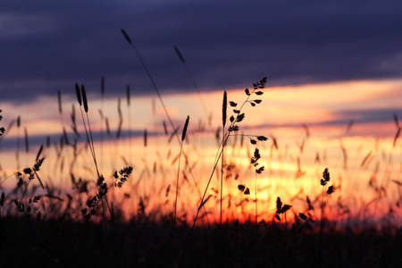 Evening in the summer meadowの写真素材