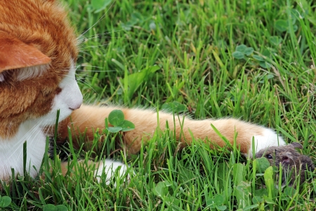 The red cat and mouse - Friend or Foeの写真素材