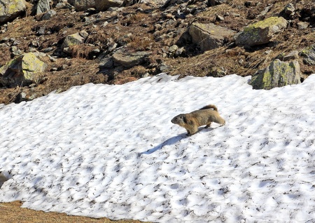 A marmot in the mountain springの写真素材