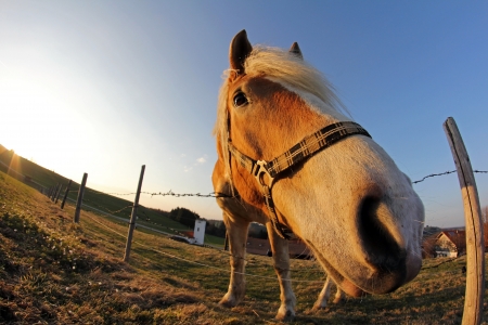 A horse in a field - taken with a fish-eyeの写真素材