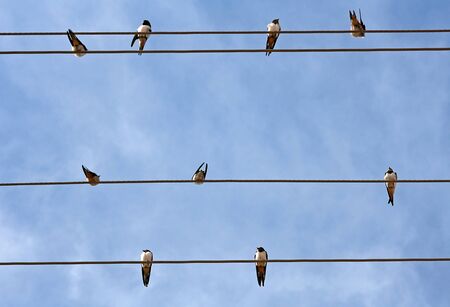 Swallows on the power cord