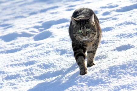 Cats have fun in the snowの写真素材