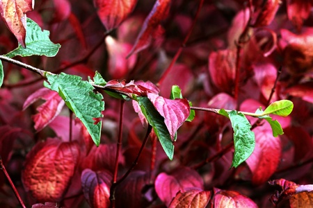 Contrasting colors in the fallの写真素材