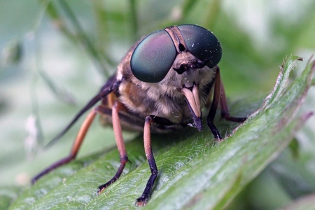 Closeup of a cattle brakeの写真素材
