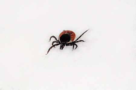 A dangerous insect - the tickの写真素材