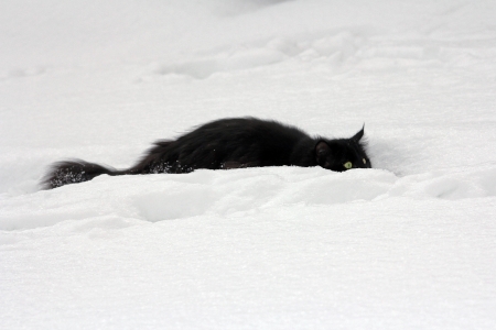 Stalking in the snowの写真素材