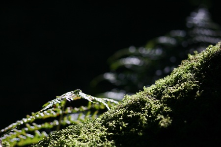 Fern in Sunlight