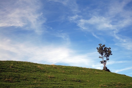 The lonely tree against the blue skyの写真素材