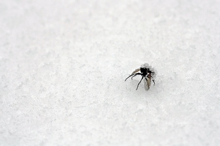 A fly has died of the cold deathの写真素材