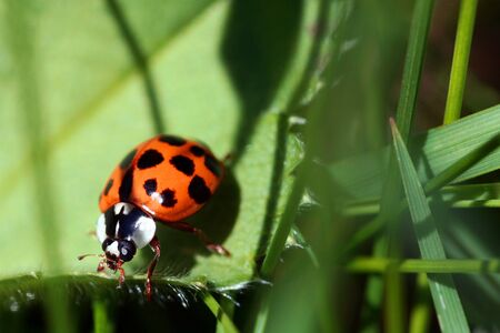 A ladybug on a leafの写真素材