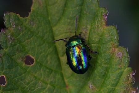 A colorful leaf beetle on a leafの写真素材