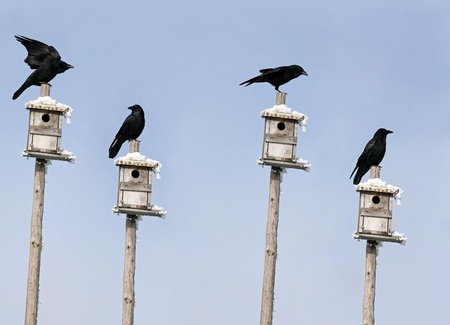 Crows live in a residential area andの写真素材