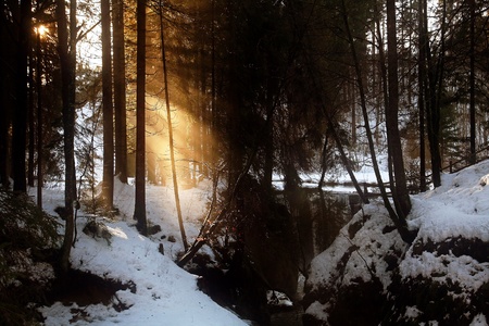Light rays light up the dark winter forestの写真素材