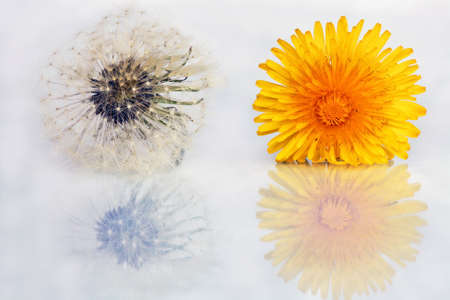 A blooming dandelions and dandelion の写真素材