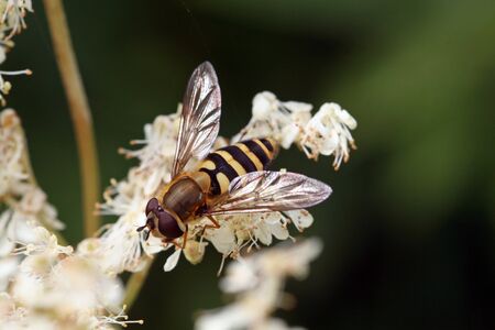A floating fly on a white flower