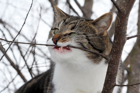 Even small domestic cats have sharp teethの写真素材