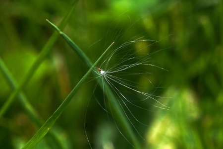 A dandelion seeds blown by the wind