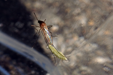 A rare shot - A mosquito lays eggs on the water surface