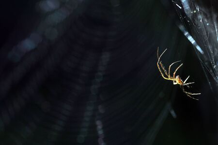 A spider in a spider web in the evening layer