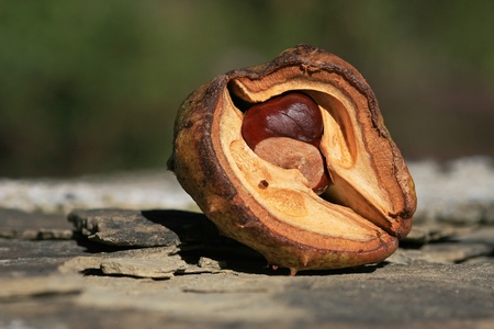 A chestnut, well protected in their shellの写真素材