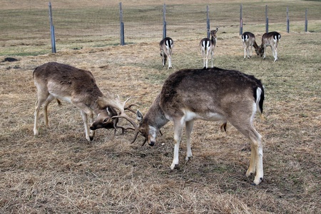 In spring, the deer fight to their territory and the femalesの写真素材