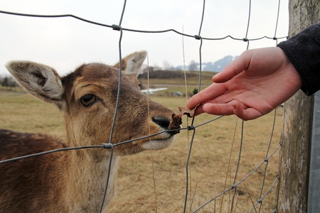 Feeding of deer