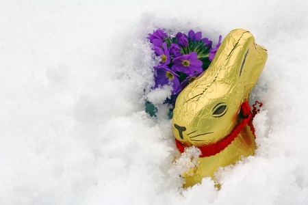 An early Easter may well sometimes sinking into the snowの写真素材