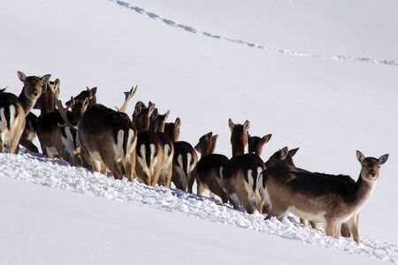 A herd of fallow deer in deep snowの写真素材